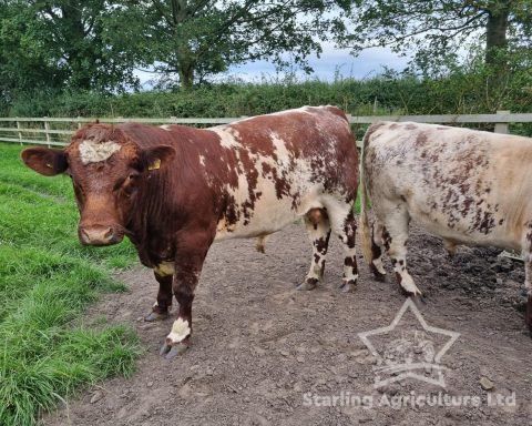 Beef Shorthorn Bulls For Sale