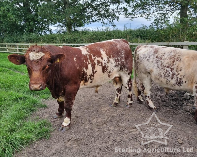 Beef Shorthorn Bulls For Sale