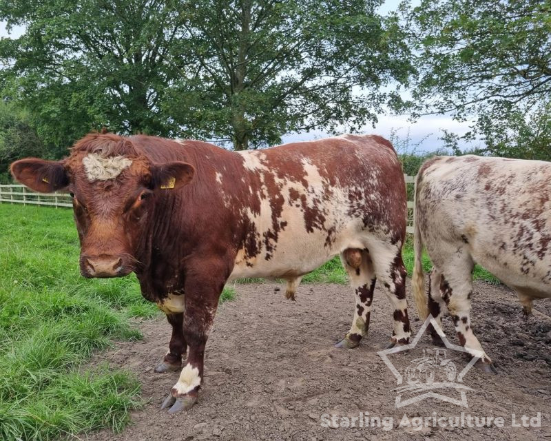 Beef Shorthorn Bulls For Sale