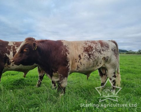 Beef Shorthorn Bulls For Sale