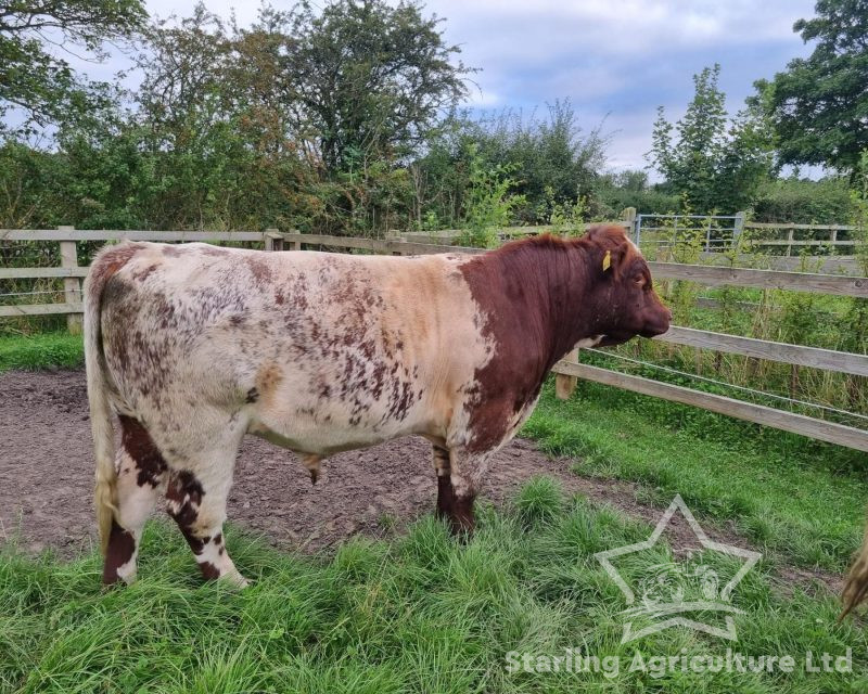 Beef Shorthorn Bulls For Sale