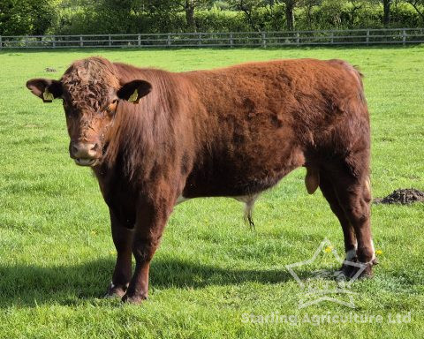 Beef Shorthorn Bull
