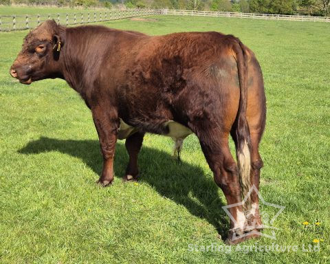 Beef Shorthorn Bull