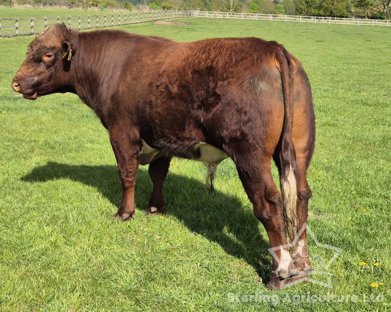 Beef Shorthorn Bull