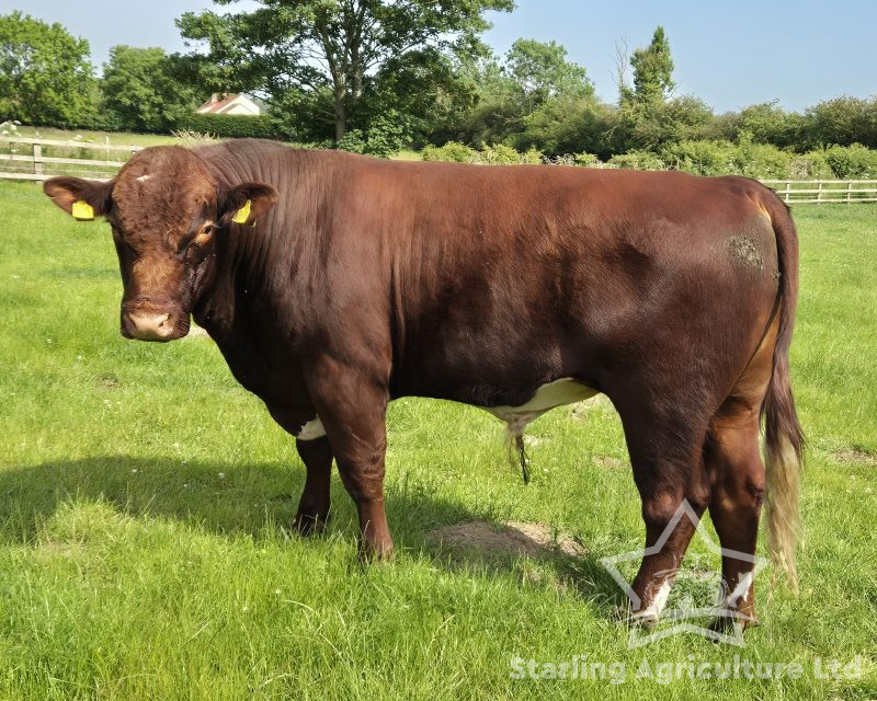 Beef Shorthorn Bull