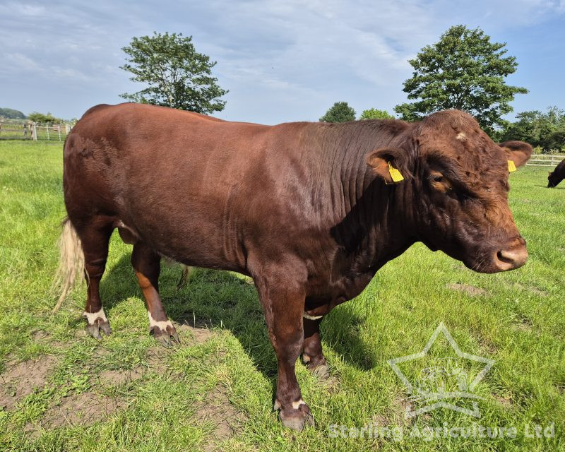 Beef Shorthorn Bull